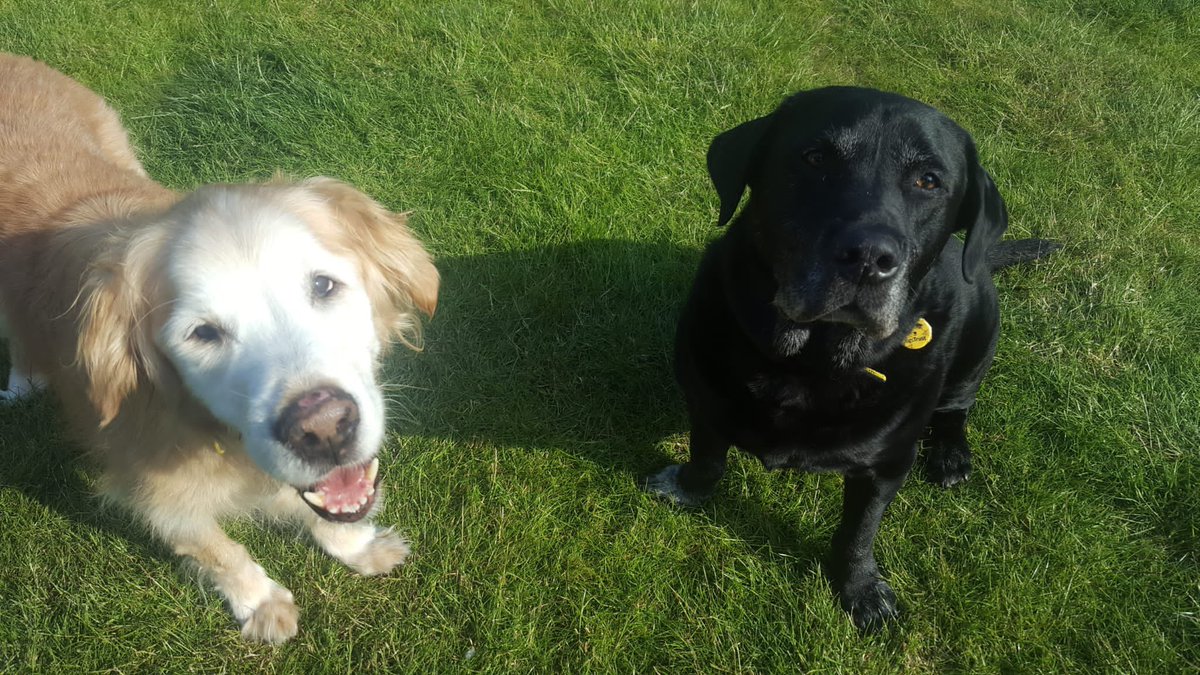 Best friends Roo & Rafa have been enjoying the sunshine and extra TLC with their lovely foster carers ☀️
They are proving to be wonderful house guests and are still on the lookout for their fur-ever home 🏡 
@dogstrust #bestbuds #goldenoldies #labradorretriever #goldenretriever