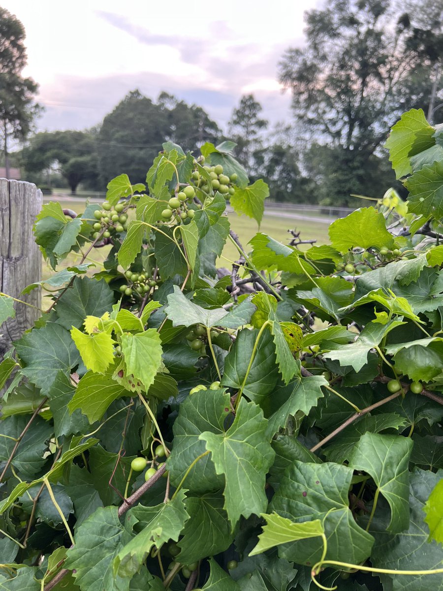 RBJohnsonII's tweet image. Scuppernongs and muscadines are coming in hot. September harvest looks to be a banger.