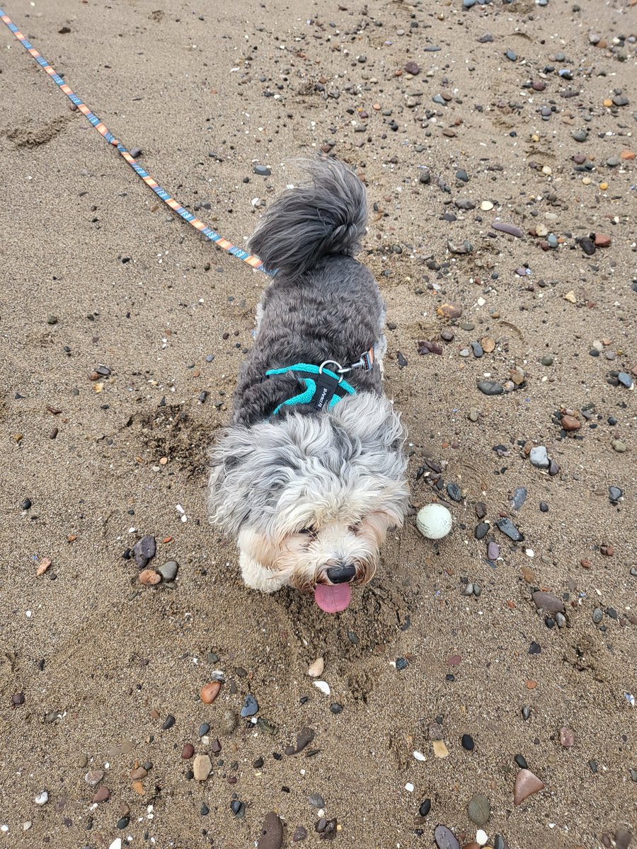 poppytailsandtr's tweet image. Just had a pretty decent walk at a beach having successfully used a #thundershirt for this guy and worked pretty well.  He's still navigating the whole catching a ball while not taking in a bunch of sand but fun was had. We're both knackered now 🙈😅