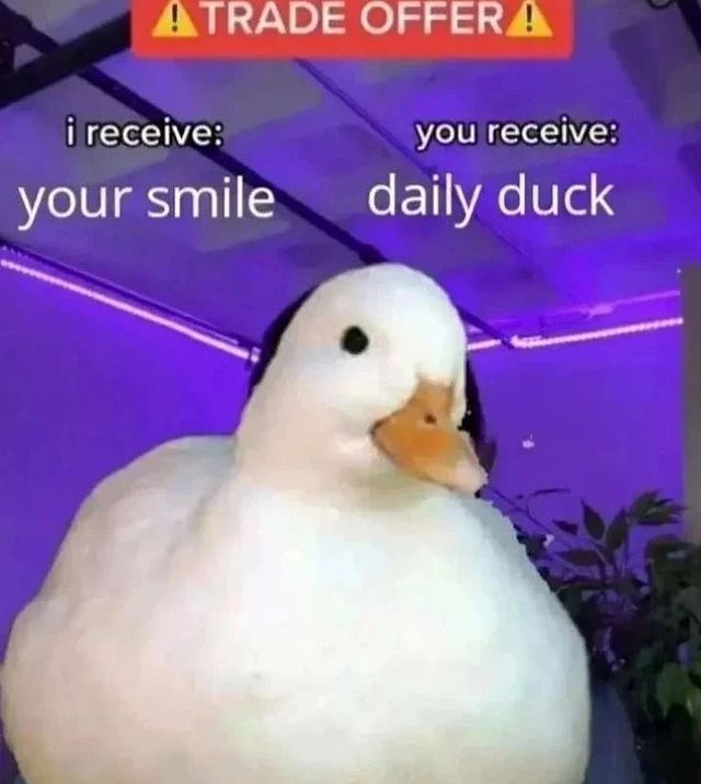 turtlesmeme's tweet photo. https://t.co/Lz8bj3LXGZ