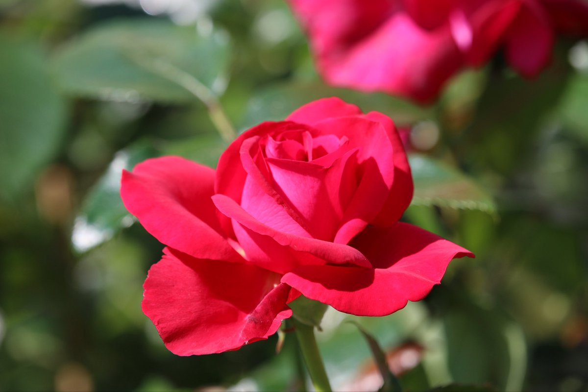 [La rose et la photographie 🌹] 

Aux amoureux et aux passionnés des jardins et rien que pour le #PlaisirDesYeux, aux Journées de la rose 🌹 au Domaine de Chaalis, un rendez-vous incontournable à ne pas manquer …😉@nikosaliagas 

#ClichéPerso #CanonPhotography #PassionPhoto