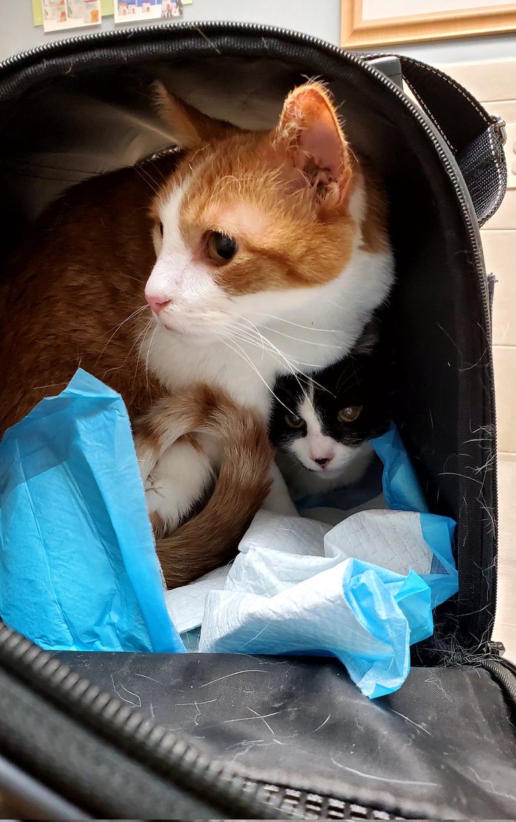 Hiding from the vet #Linus #Lucy #sumbitch #catboxsunday