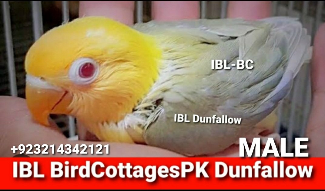 saeed_ibl's tweet photo. #Dunfallow #ParblueDunfallow #DunfallowFischrie #DunfallowLovebirds #LSP #BVA #IBLBirdCottagesPakistan https://t.co/RlKNUhgnLu