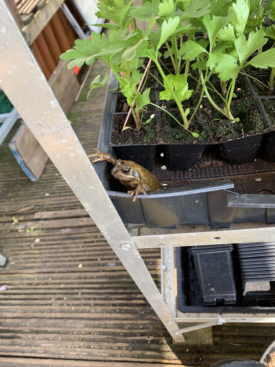 My little friend helping me with the celery this morning cheers