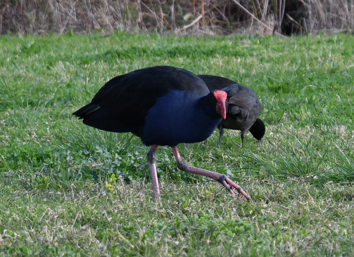 milobirdtime's tweet photo. purple swamphen #birdphotography #BirdsOfTwitter #birding https://t.co/CjWr8l9LKa