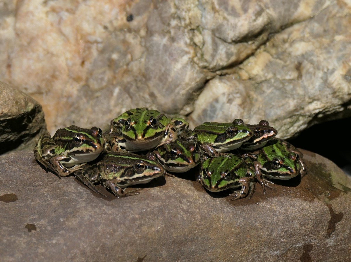 Het was al vroeg druk langs het water <a href="/BuienRadarNL/">Buienradar</a> #vijverleven 🐸