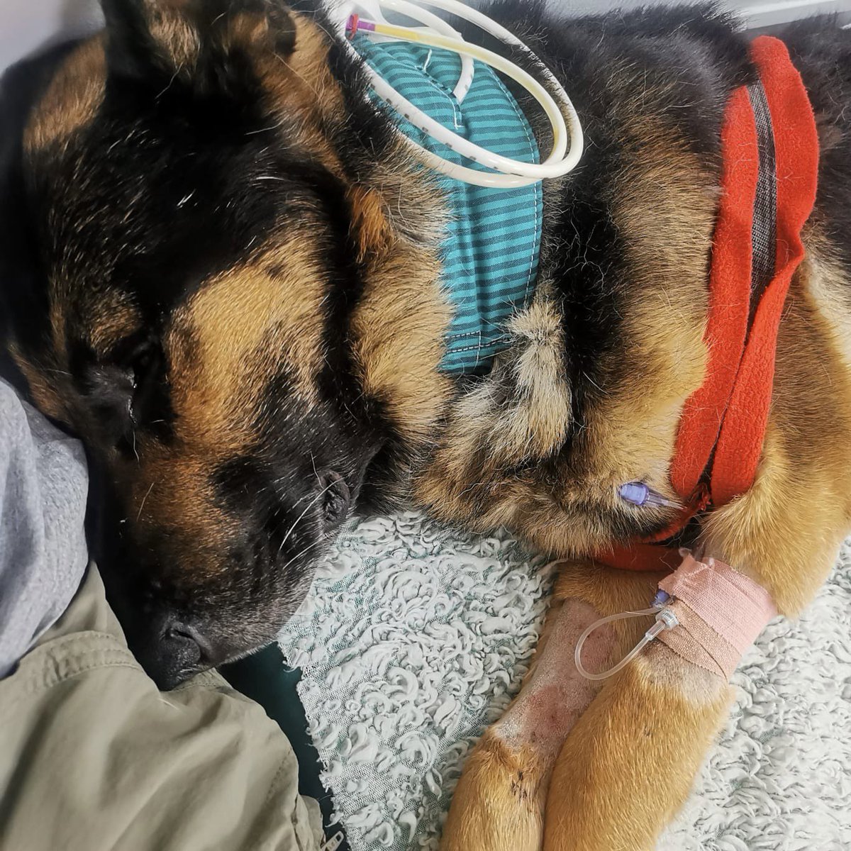 ThinBluePaw's tweet photo. Retired Police Dog Finn from @sussex_police fell critically ill on 8th May 2023 and it was touch-and-go whether he’d pull through. His emergency and specialist veterinary care has totalled £22,800 and we're proud to be there for his family, supporting them through this difficult time. Please support us by donating to Finn's appeal here: https://t.co/PQ0665q5mL 💙🐶🇬🇧