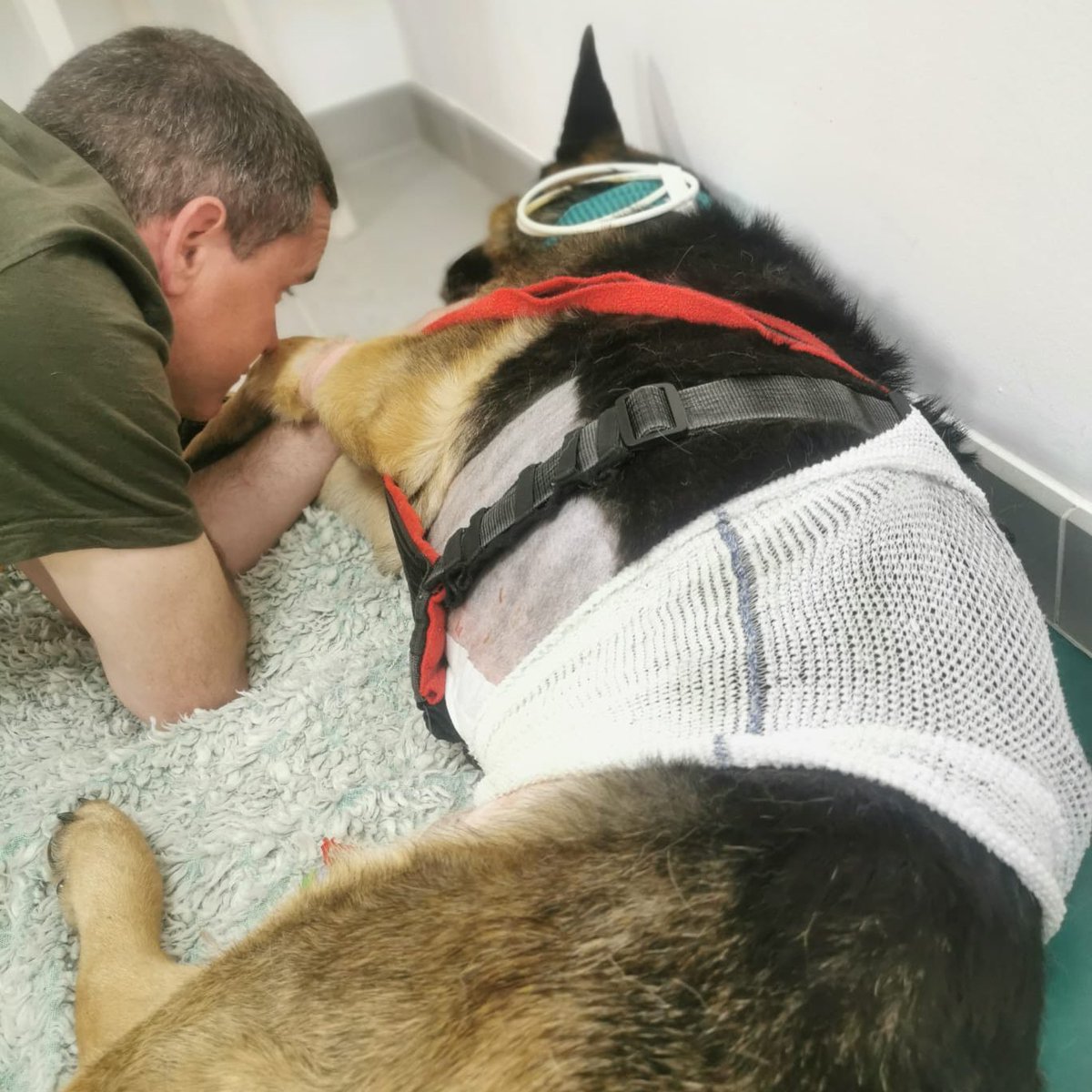 ThinBluePaw's tweet photo. Retired Police Dog Finn from @sussex_police fell critically ill on 8th May 2023 and it was touch-and-go whether he’d pull through. His emergency and specialist veterinary care has totalled £22,800 and we're proud to be there for his family, supporting them through this difficult time. Please support us by donating to Finn's appeal here: https://t.co/PQ0665q5mL 💙🐶🇬🇧