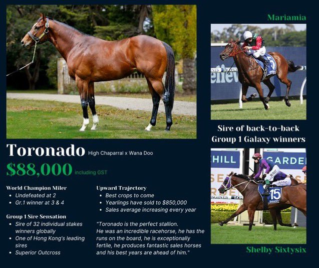SwettenhamStud's tweet photo. #STEELMIST 5G 🟦🟩Toronado🟦🟩 x Lavender Mist (E&amp;E) wins CL3 at Elwick Hobart over 1430m for Brighton Tas Tr #JohnLuttrell  &amp; Jk #CatherineVanMunster ..@SwettenhamStud https://t.co/wHgptwpjqz