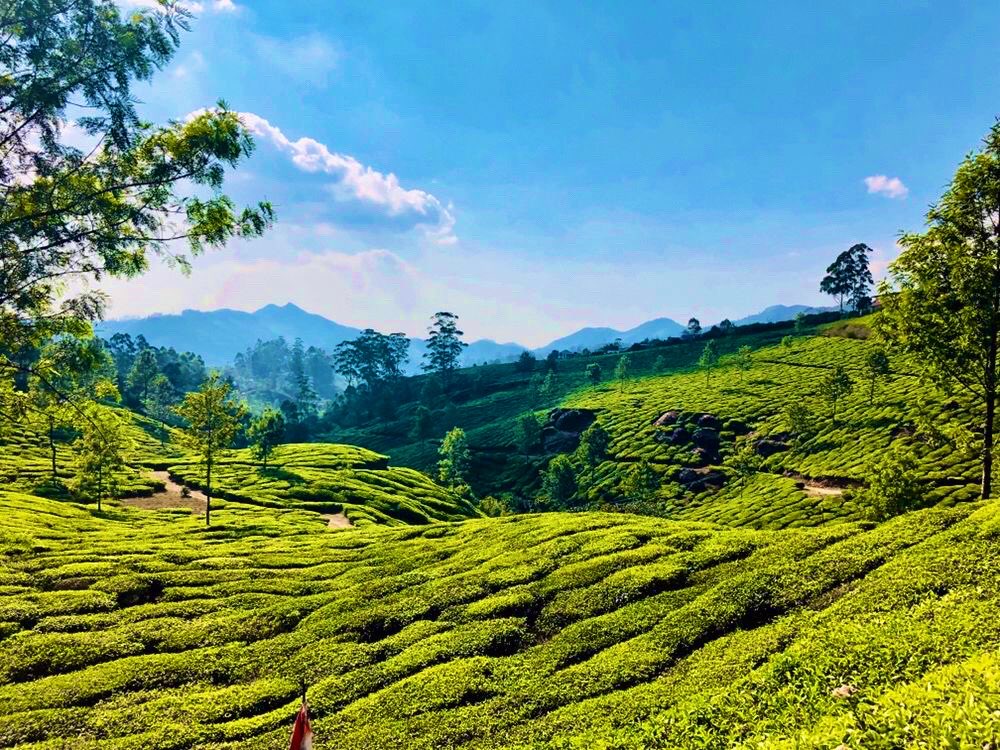 Good day Friends. Picture : Tea Garden Munnar #India Clicked:March’18 #IncredibleIndia #Apple #sundayvibes #SundayFunday #Travel #Kerala #30DaysWild #Trending