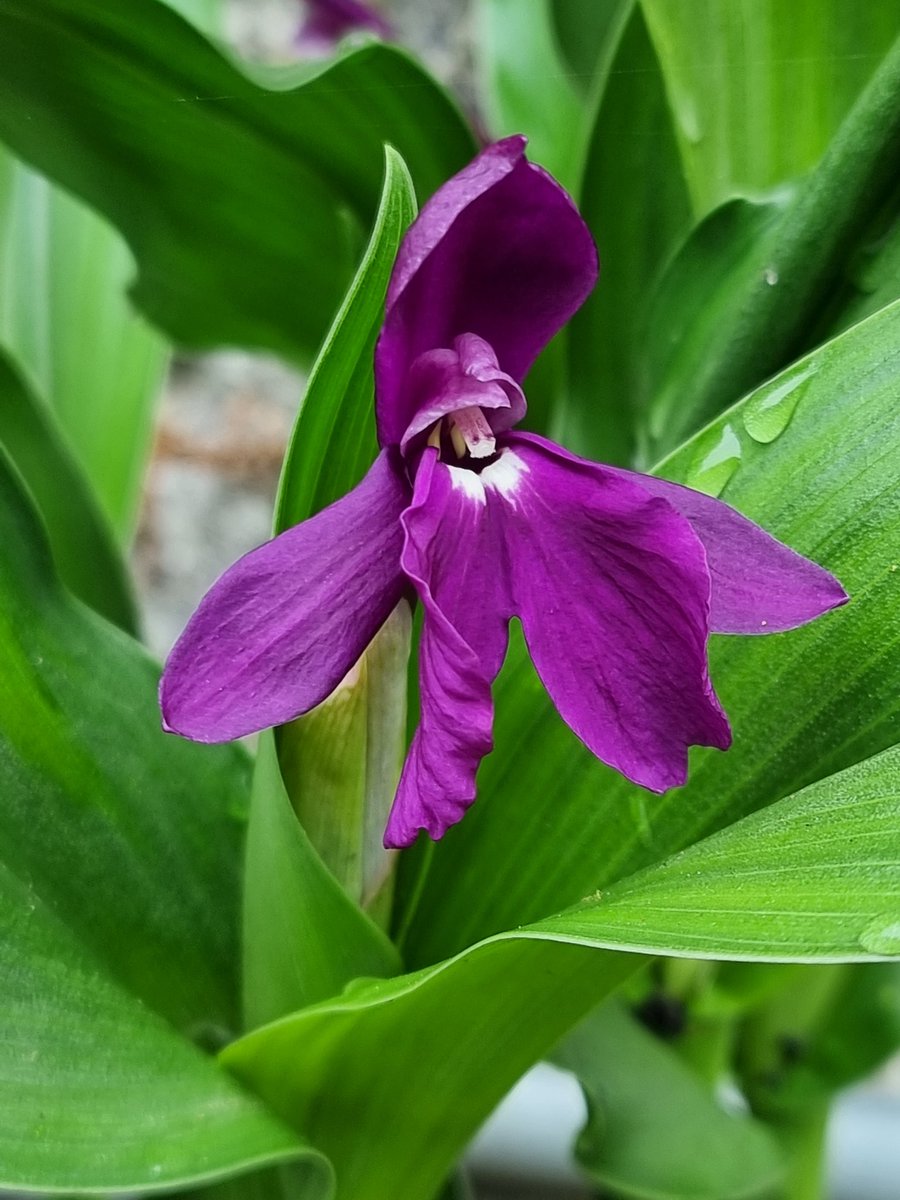 I know i only posted pics of Roscoea 'Harvington Imperial' yesterday, but it's looking particularly good this morning, so here are some more! #Roscoea #zingiberaceae #exotics #gardening #Cornwall