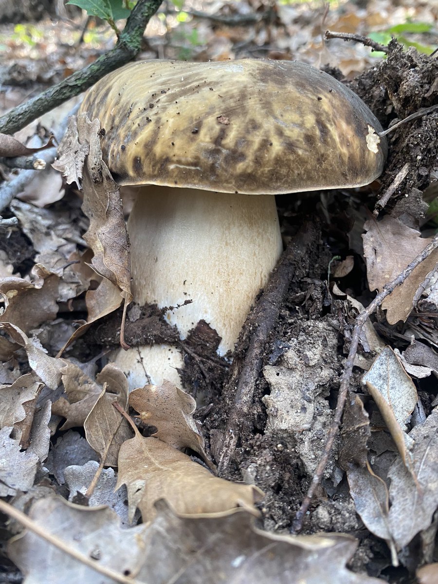 pepsunye's tweet photo. Festa Major
#ceps #bolets https://t.co/oyJ6MAHops