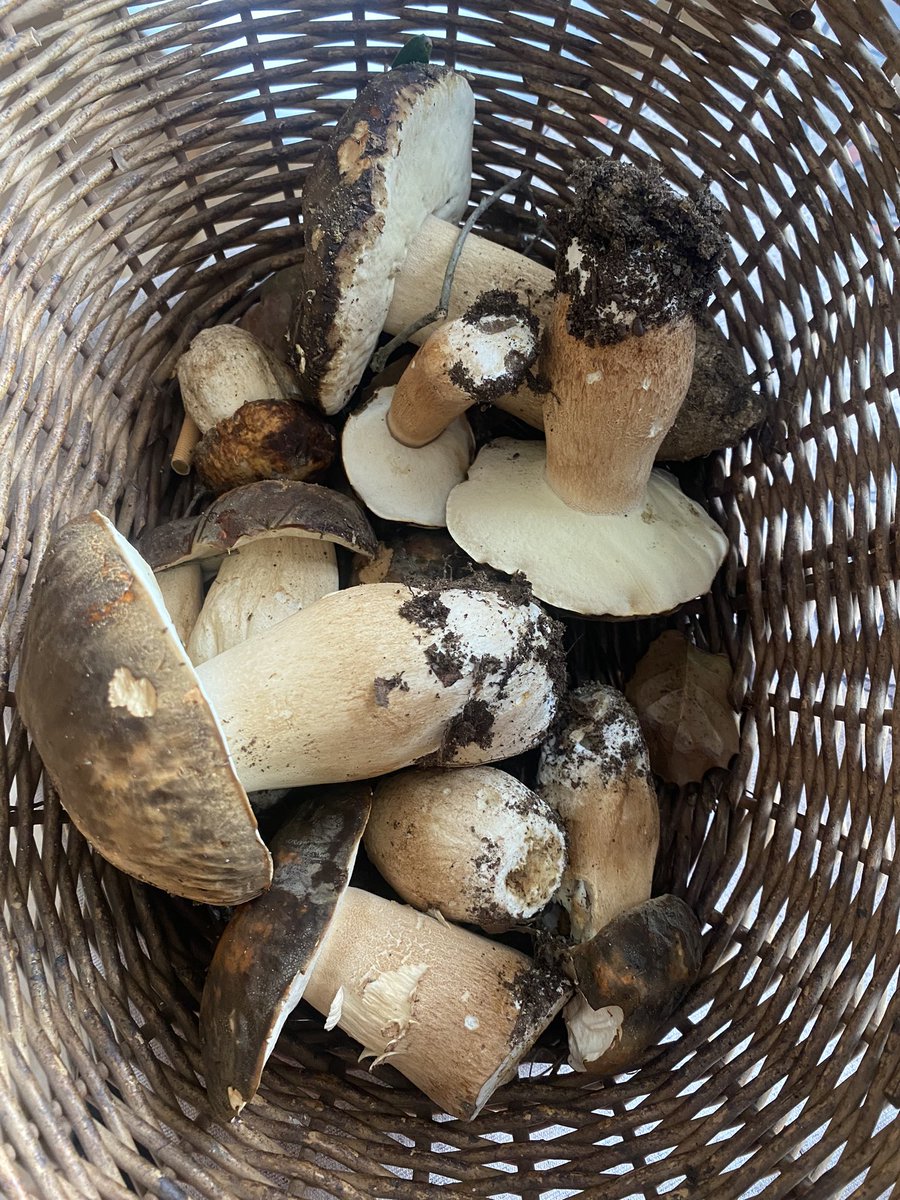 pepsunye's tweet photo. Festa Major
#ceps #bolets https://t.co/oyJ6MAHops