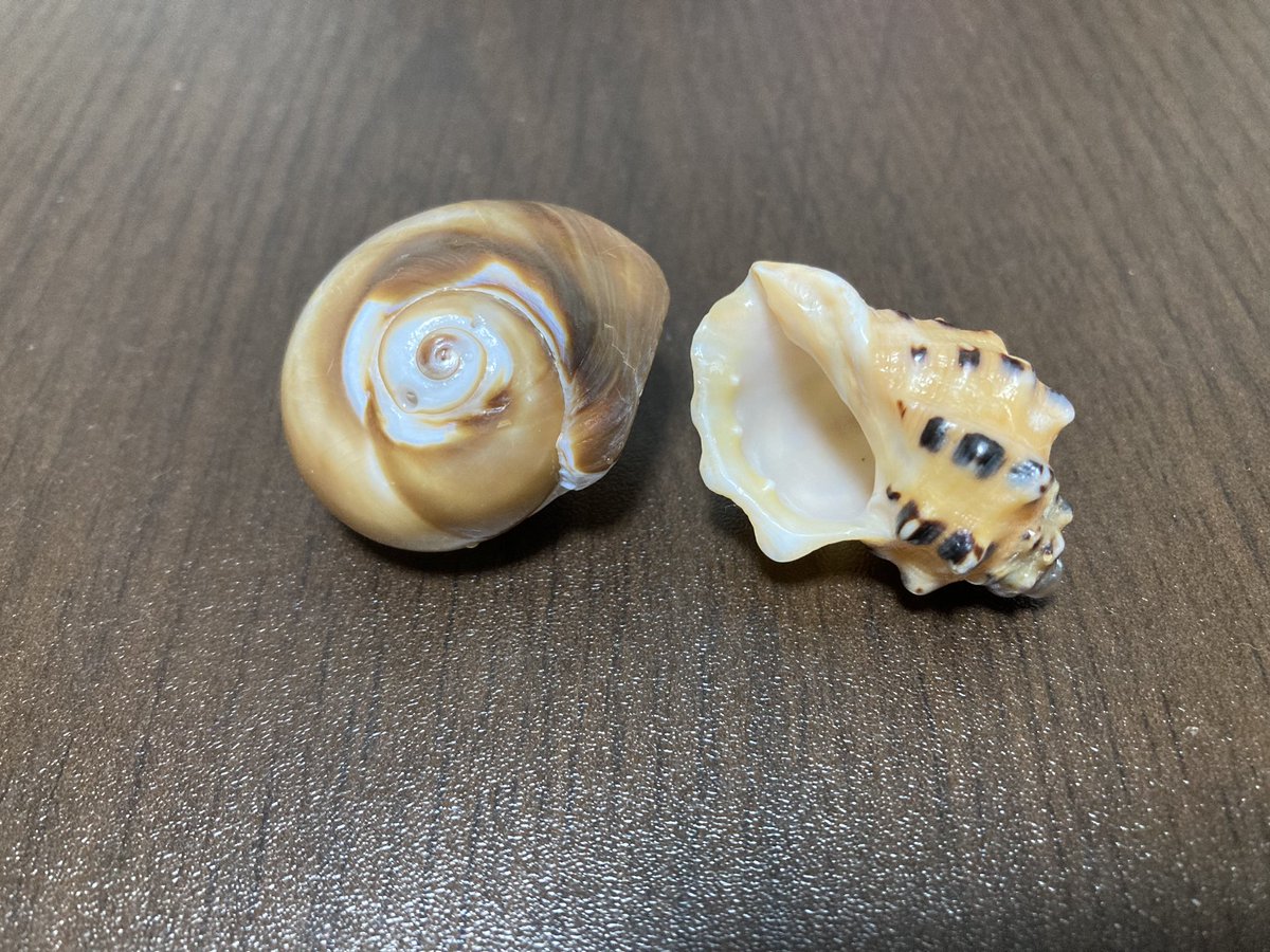 拾った貝側を磨きました