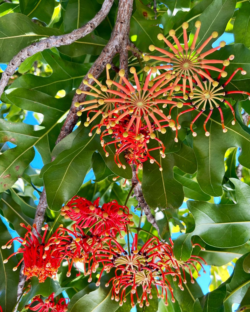 KathrynSelmes's tweet photo. Until next year, beautiful Firewheel Tree
#Stenocarpus #proteaceae https://t.co/WZ9N8PbCd0
