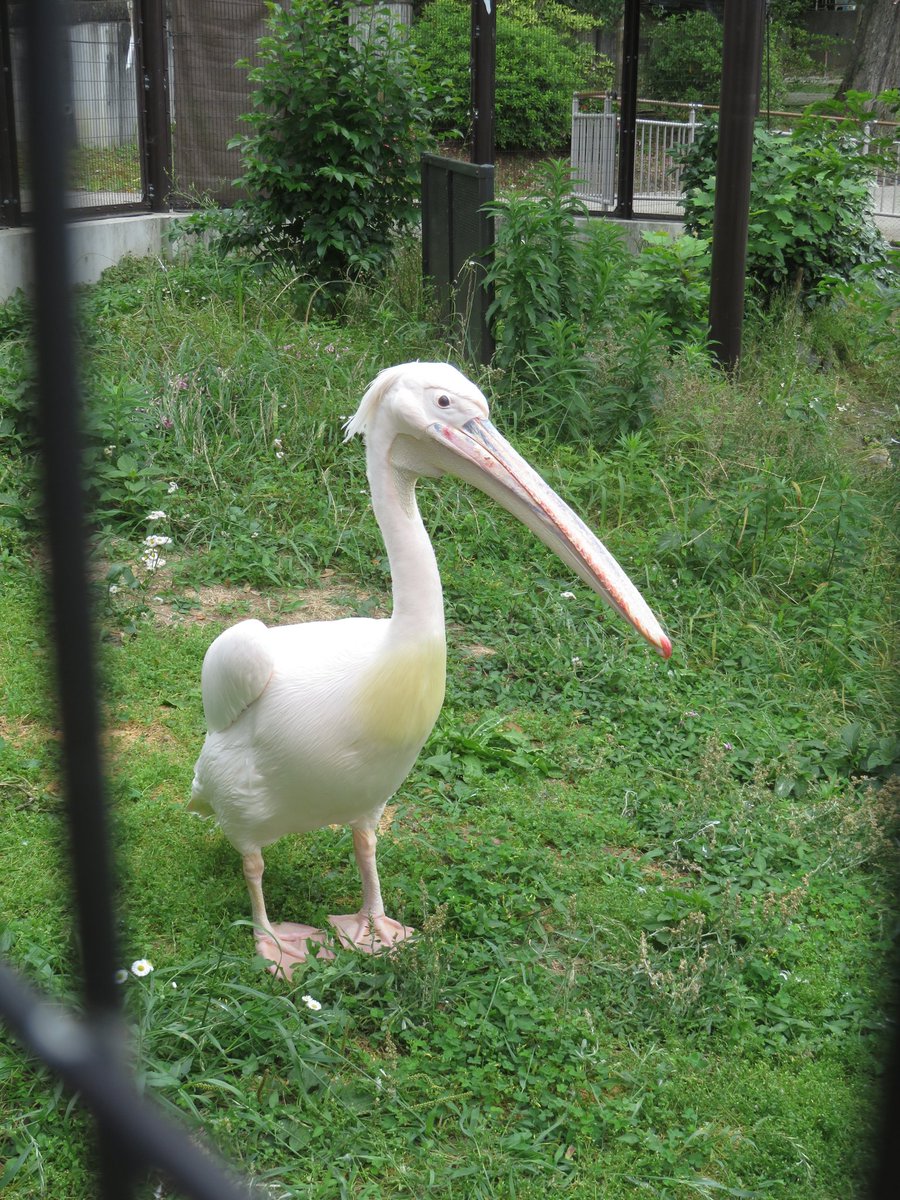 #モモイロペリカン
#東山動植物園