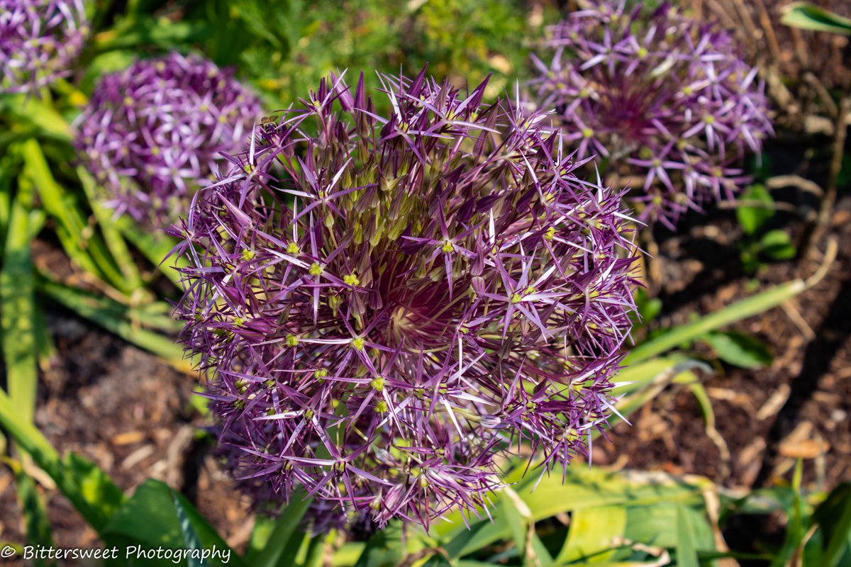 Es gibt jede Menge neue Fotos auf 
bittersweet-photography.de

#Canon #Eos200d #Ruhrgebiet #Industriekultur #LandschaftsparkDuisburg #ZecheZollverein #WestfalenparkDortmund #SchiffshebewerkHenrichenburg #Fotografie #Photographie #Urlaub #Zeit #Sommer #Sonne #Sonnenschein