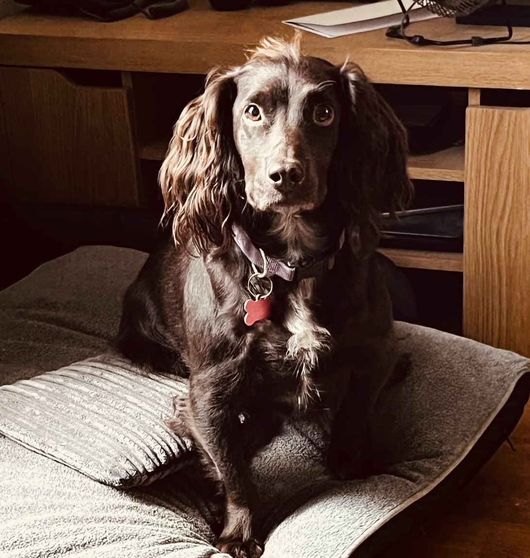 COCO IS STILL MISSING: Her harness was found a mile away from where she went missing - was Coco found and kept? #TheftByFinding 
10.06.23 from #Hundleby #Lincolnshire PE23
Doglost doglost.co.uk/dog-blog.php?d…

#LOSTDOG #PetAbduction #PetTheftReform #FernsLaw #MakeChipsCount #PetTheft