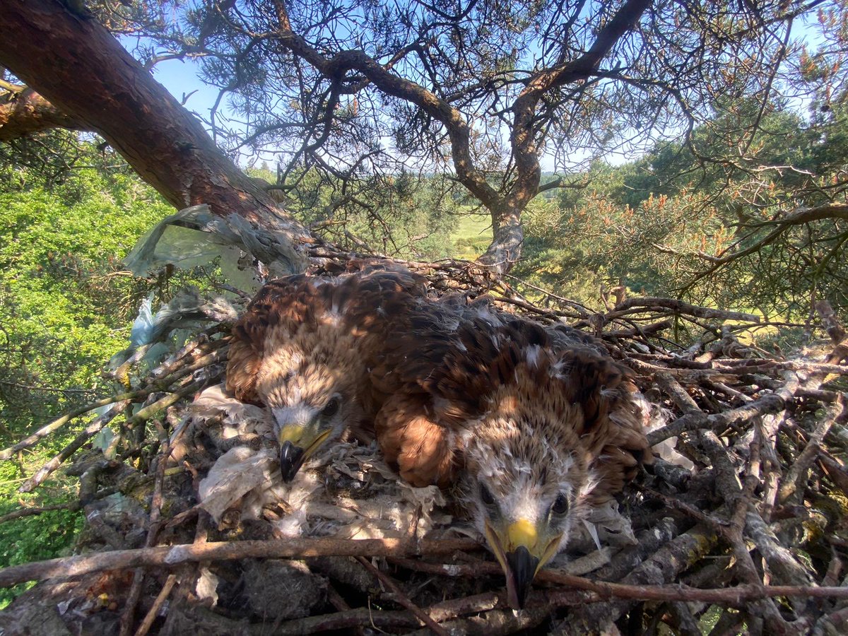 A beautiful morning studying raptors in West Suffolk yesterday with some of the Breckland Banding folk. All under appropriate license. Fantastic privilege with great support from local landowners &amp; climber Tom.
Now to keep an eye on these guys! ⁦<a href="/SuffolkBirdGrp/">Suffolk Bird Group</a>⁩