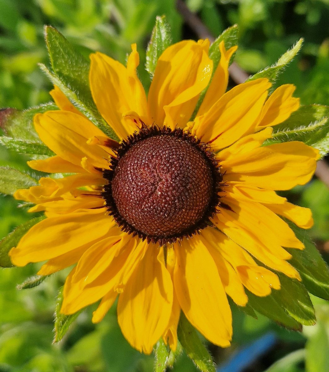 Bonjour from me and my first rudbeckia 😍😍😍😍😍 
This one looks good enough to eat 😋 #GardeningTwitter