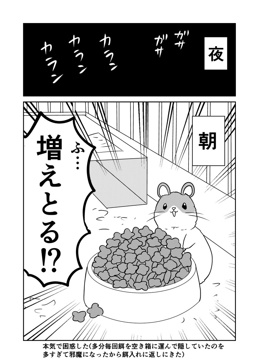 昔ハムスターをお迎えしたばかりの時に困惑した話。 