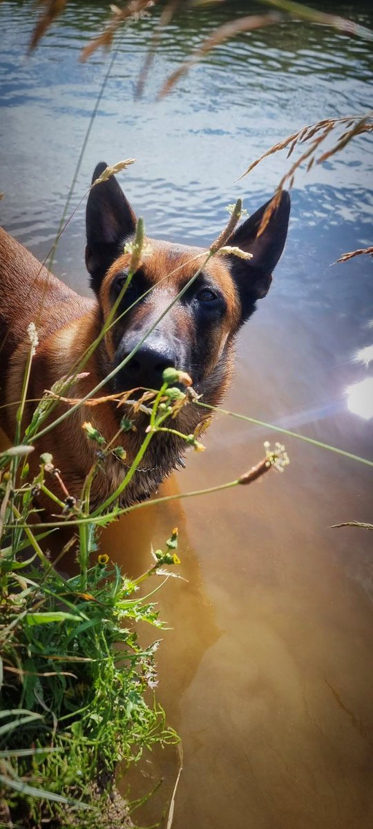 Bonjour à toutes et à tous
Je vous souhaite un bon dimanche.

J'essaie de jouer à cache-cache mais ça ne fonctionne pas.
#bonjour 
#K9