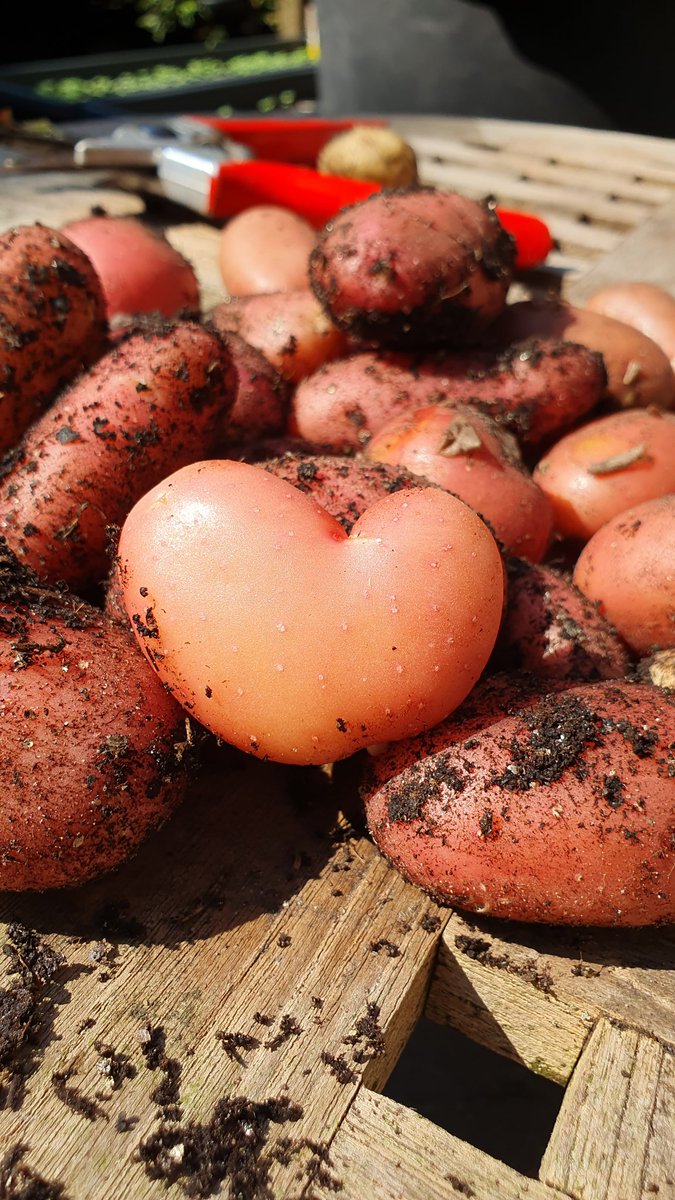 Onze 1e aardappeloogst, 850 gram, had iets meer mogen zijn, maar niet slecht voor de 1e keer. En wat zien ze er mooi uit 😍
Benieuwd naar de rest van de zakken!
#Roseval #EigenOogst #EénAardappelVanDeLiefde