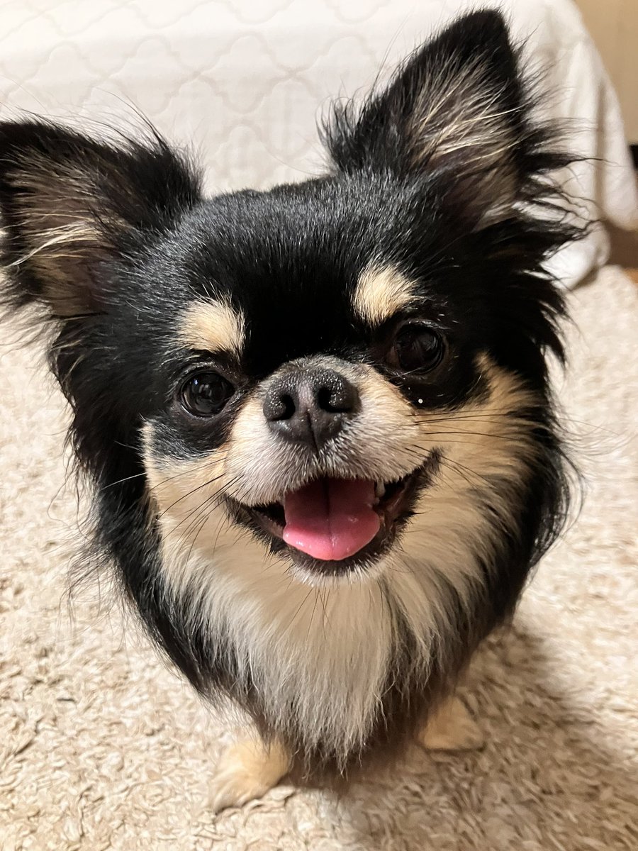 ご機嫌だねぇ☺️

#チワワのいる暮らし
#犬のいる暮らし https://t.co/BYlMJG82tJ