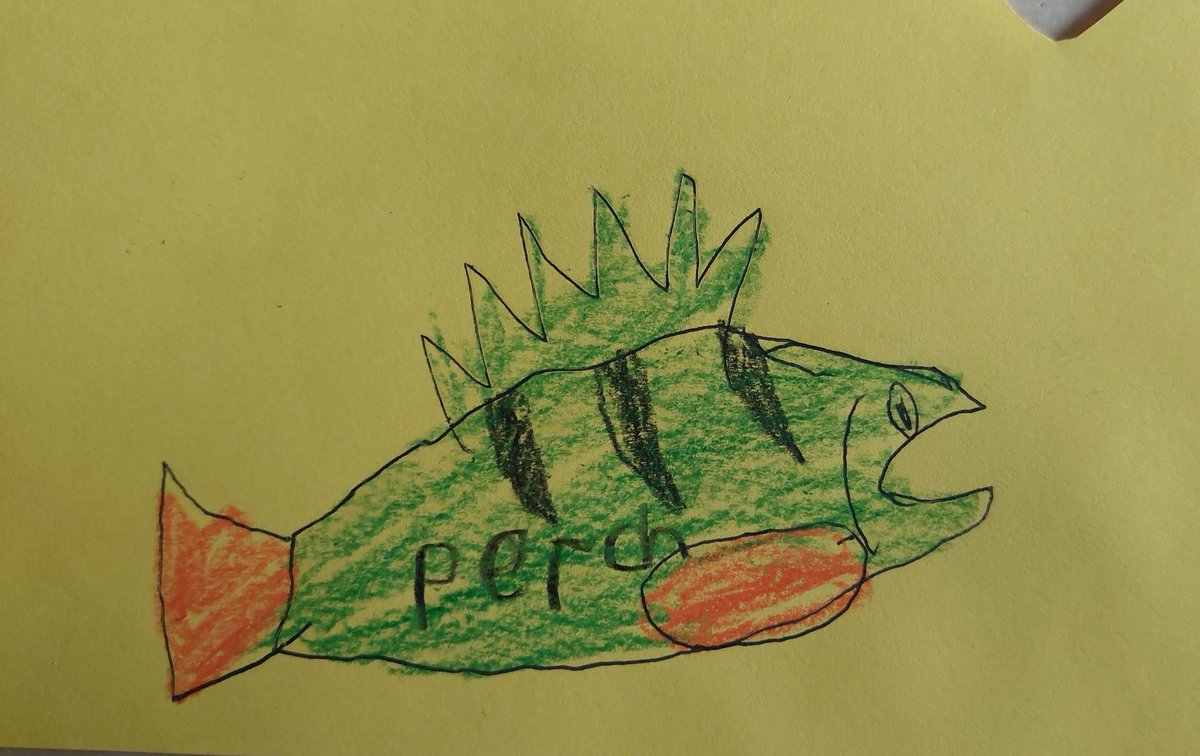 Off-theme, quick #SundayFishSketch today. A perch.