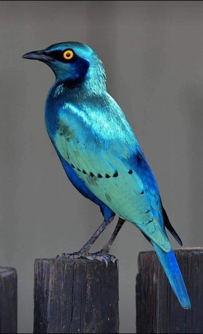 The greater blue-eared starling or greater blue-eared glossy-starling is a bird that breeds from Senegal east to Ethiopia and south through eastern Africa to northeastern South Africa and Angola 

[read more: buff.ly/3m6SIdU]