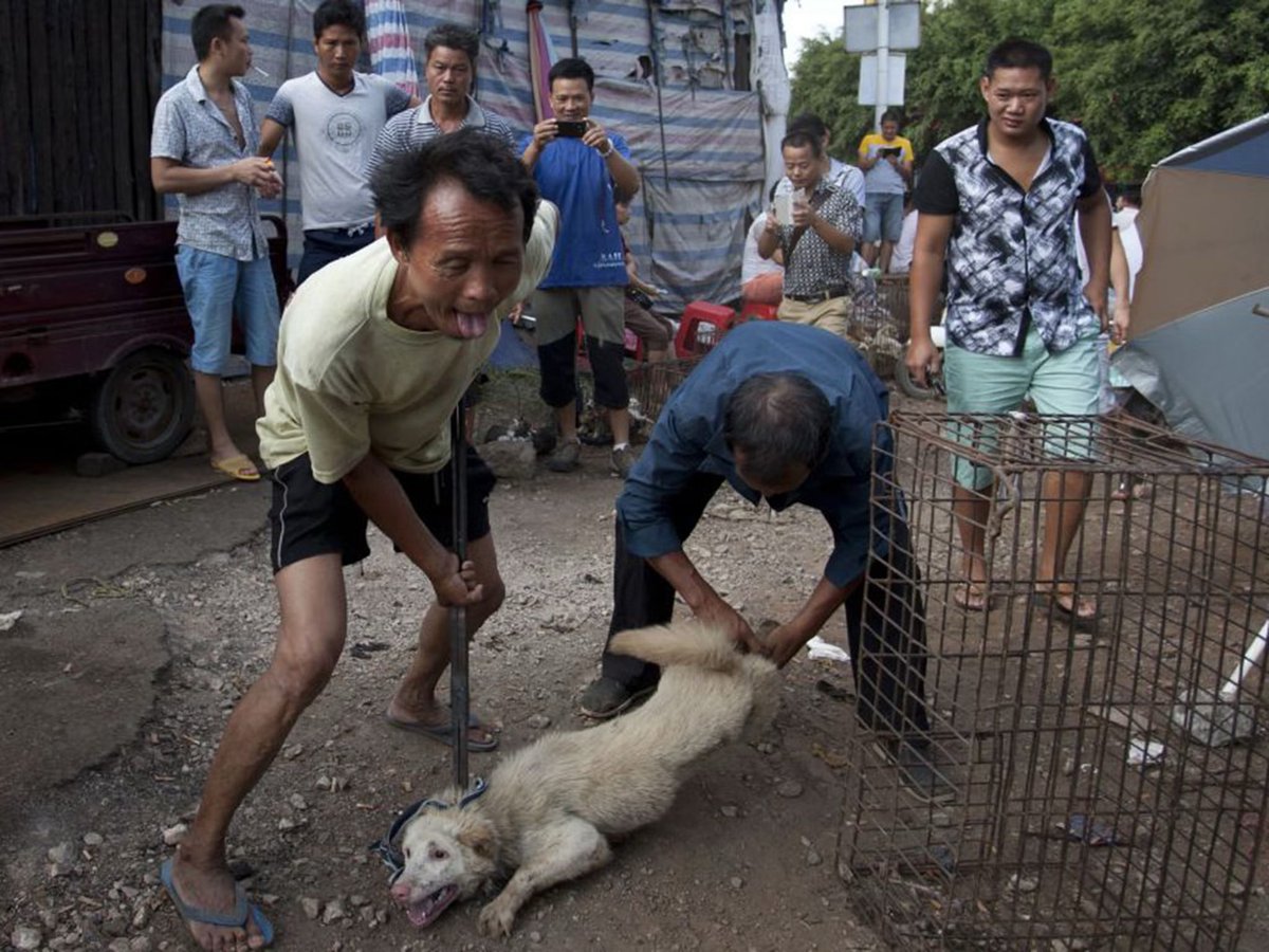 @CarlosWatsonFAO @FAODG Greetings, Sir. @CarlosWatsonFAO 
You have a moral duty to demand an end to the #DogCatMeatTrade #ChinaDCMT, which involves torturing #Dogs and #Cats to death for hours at a time. 

These degrading practices consist of carefully blowtorching/grilling them over a low flame,