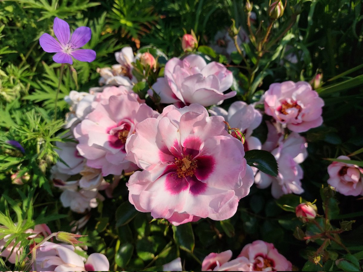 #NationalCollection of Rosa persica hybrids blooming in all their glory! Hope you enjoy! @Therosesociety2 @rosesukroses @loujnicholls @TobyBuckland @OpenSpaces79 @christophhowell @GWmag @The_RHS @Plantheritage @mr_plantgeek #roses #GardeningTwitter #Flowers #summer 🧵1/5