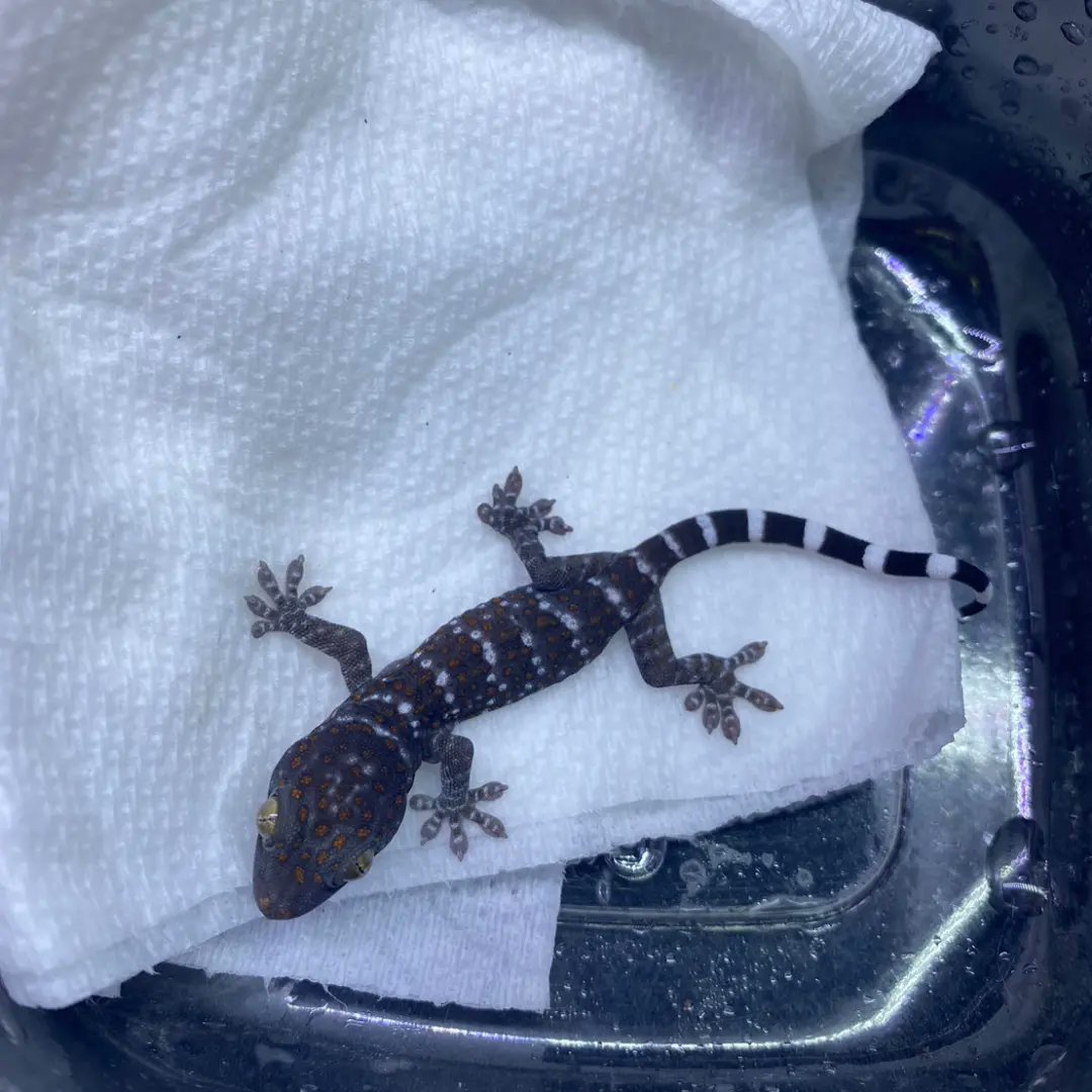 reptile_CRESTA's tweet photo. トッケイヤモリCRESTA
CB
#爬虫類専門店 #爬虫類 #トッケイ #トッケイヤモリ #ヤモリ #tokay #tokaygecko #thailand #tokaygeckos #geckos #gecko #reptile #reptiles #reptileavenue_cresta https://t.co/aUs0eTJ59E