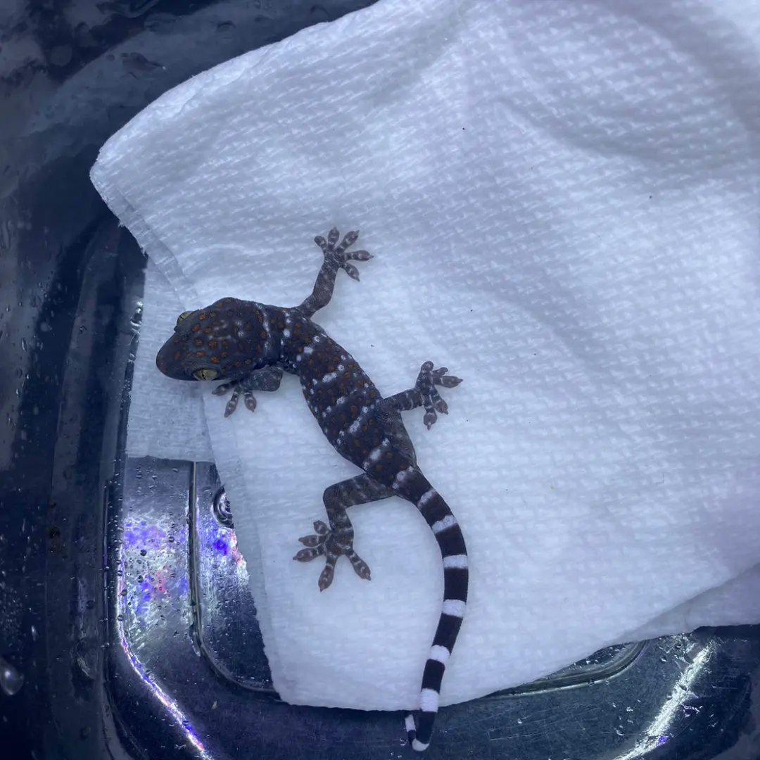 reptile_CRESTA's tweet photo. トッケイヤモリCRESTA
CB
#爬虫類専門店 #爬虫類 #トッケイ #トッケイヤモリ #ヤモリ #tokay #tokaygecko #thailand #tokaygeckos #geckos #gecko #reptile #reptiles #reptileavenue_cresta https://t.co/aUs0eTJ59E