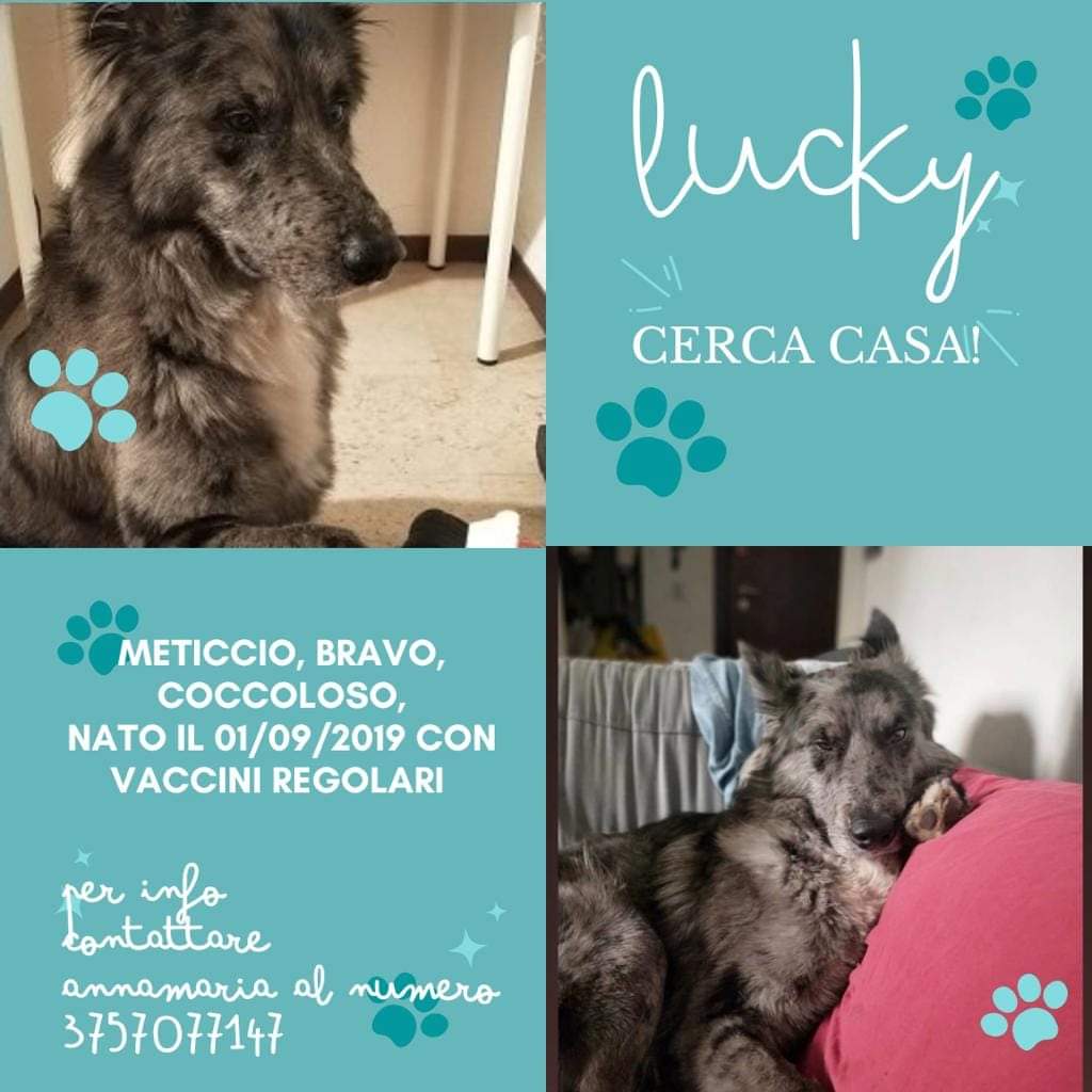 FiorellaArcodi1's tweet photo. 🥹🔥🙏 AIUTIAMOLO 🐾 https://t.co/lDMW7Hge8W