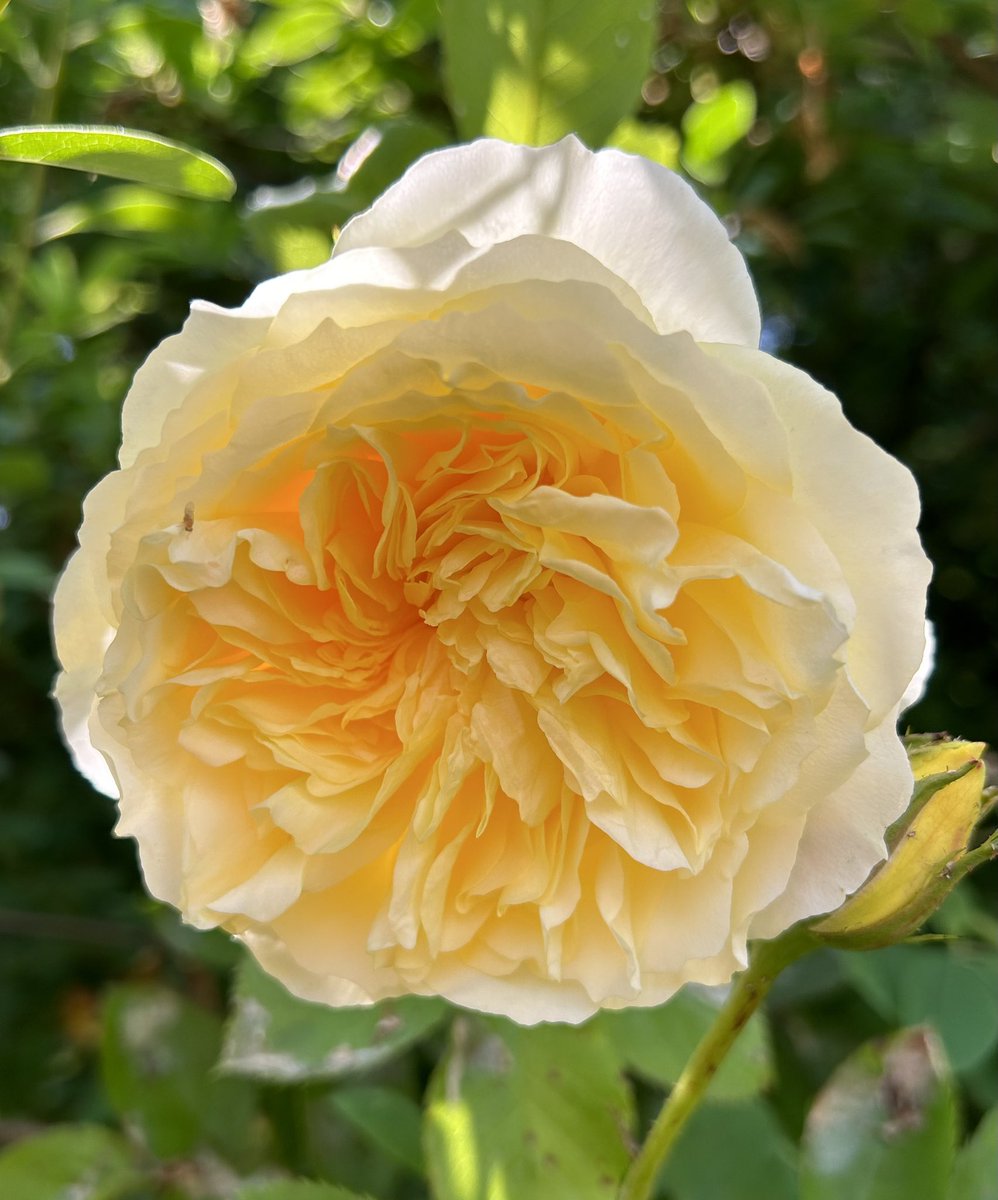One of my favourite roses, The Pilgrim #SundayYellow