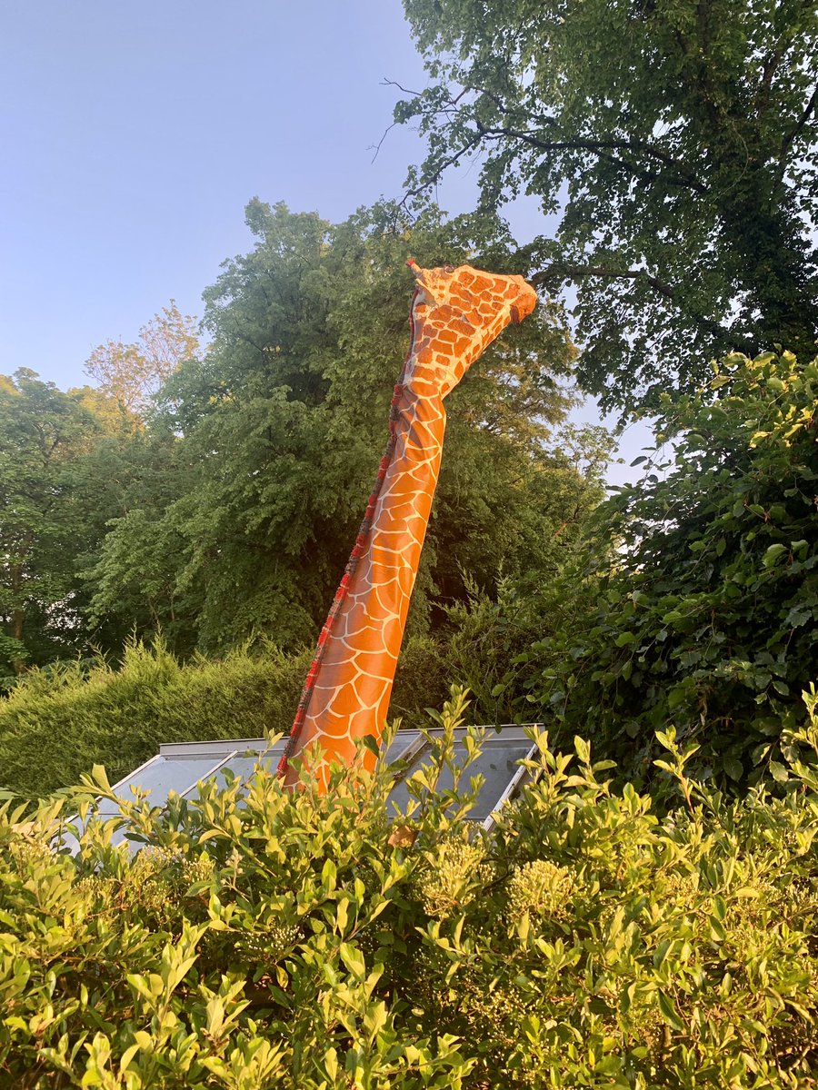 Global warming is really kicking in when you find a giraffe in your garden