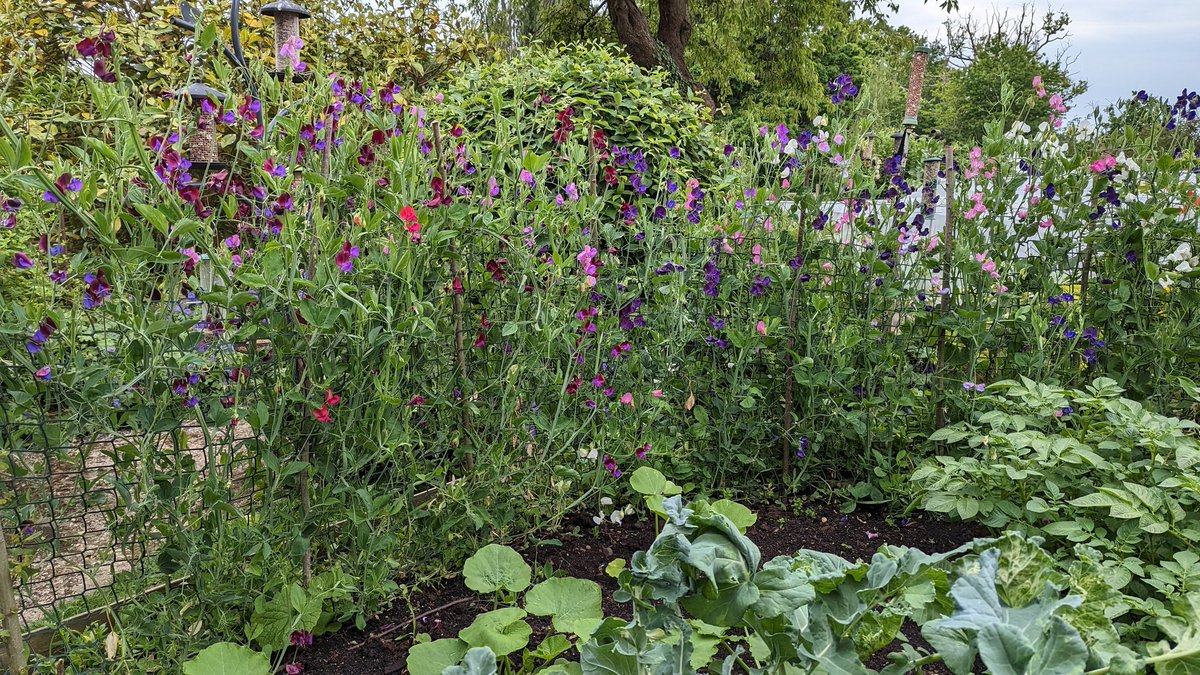 RecyclerBill's tweet photo. @higgledygarden #sweetpeas waiting for the #Sunday ๐.
Makes for a fragrant hedge as you enter our home and protects the @charlesdowding #NoDig #purplesprouting, #potato (cheeky self set missed harvest 2022๐คฃ), #courgette, #squash & #celery
#ProductiveFrontGarden ๐๐ https://t.co/YSM05vxyen