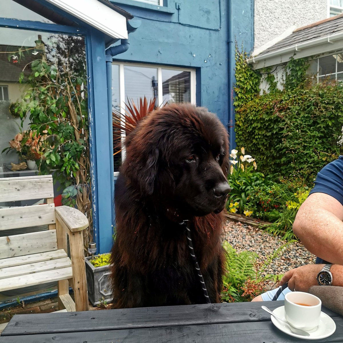 Hugo is such a good boy, waiting patiently for his breakfast 🐾🐾
#allcustomerswelcome #breakfast #newfoundlanddog