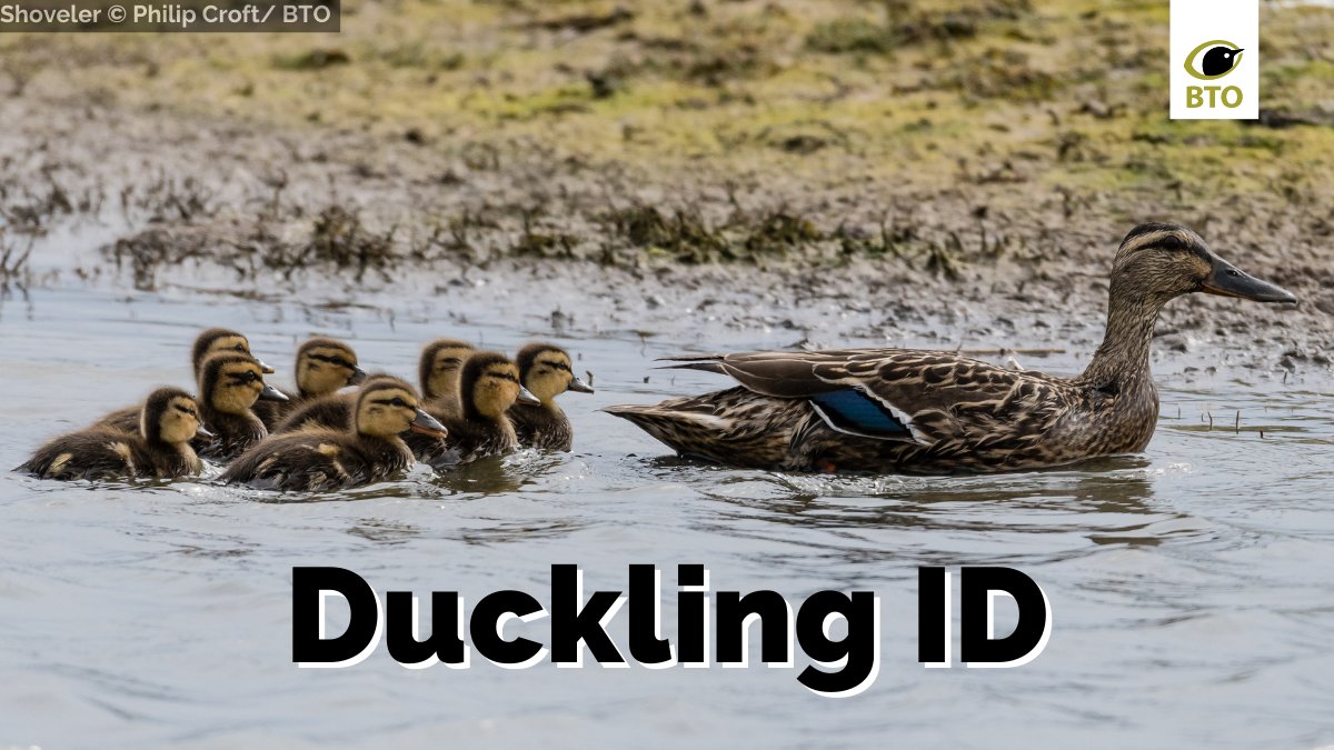 Field Craft: How to distinguish ducklings

Breeding ducks are notoriously under-recorded by birdwatchers. By paying more attention to ducklings, you can make an important contribution to our understanding of breeding ducks 👉 bit.ly/3wk71kK