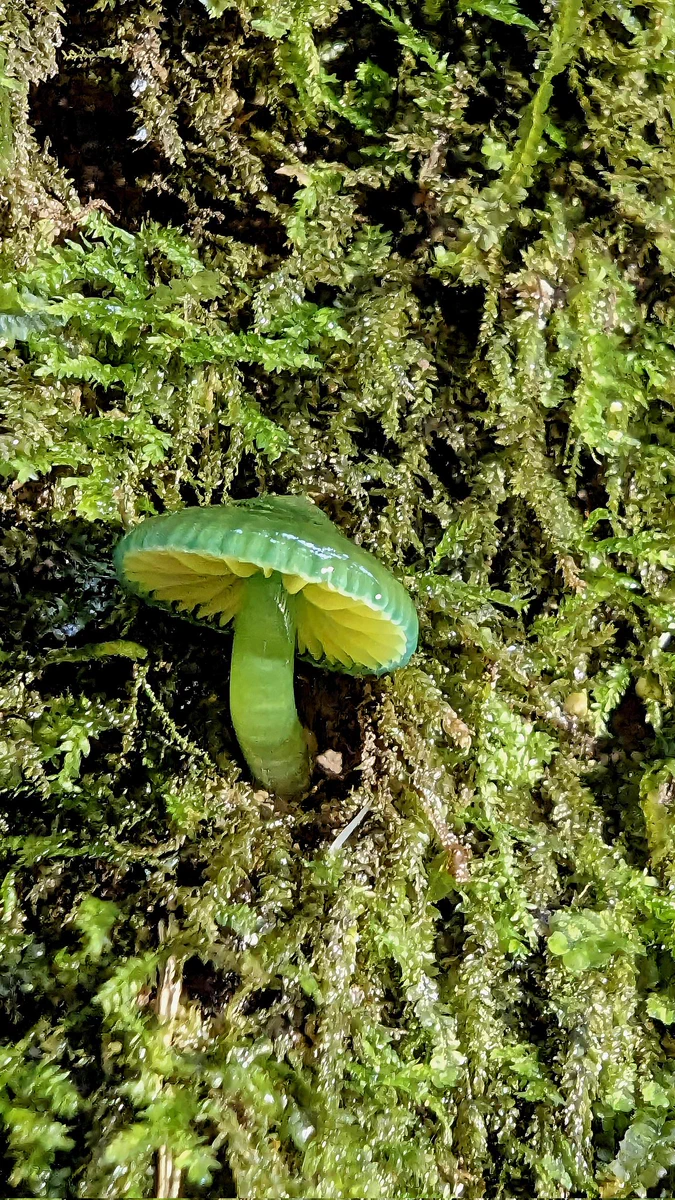 エメラルドのように輝くキノコ。その名も翡翠茸