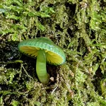 エメラルドのように輝くキノコ。その名も翡翠茸