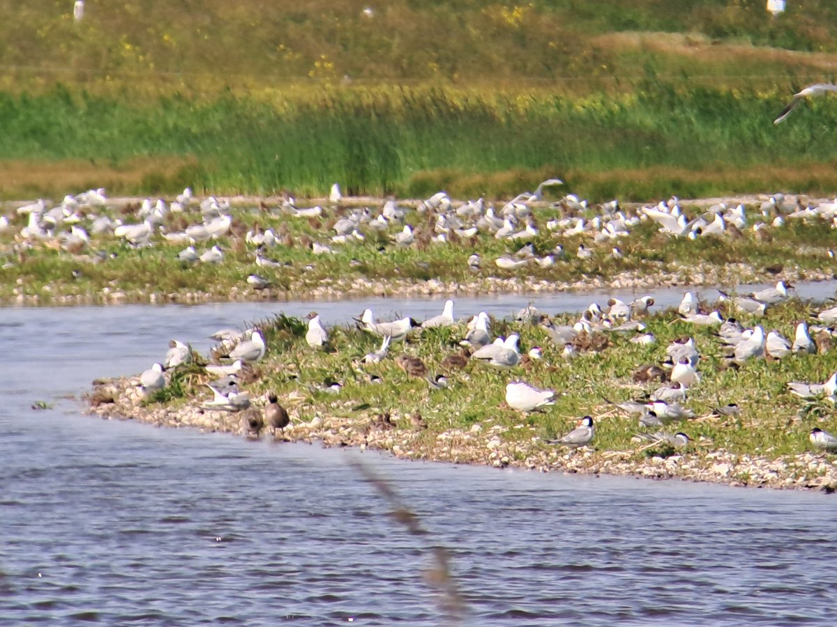 Boswachter_Tim's tweet photo. In Zandpolder @landschapnh Callantsoog een megapullenfestijn van de honderden paren kokmeeuw. Nu wachten op de jongen van de >200 broedparen visdief @Sovon https://t.co/ShWVSgH91Q