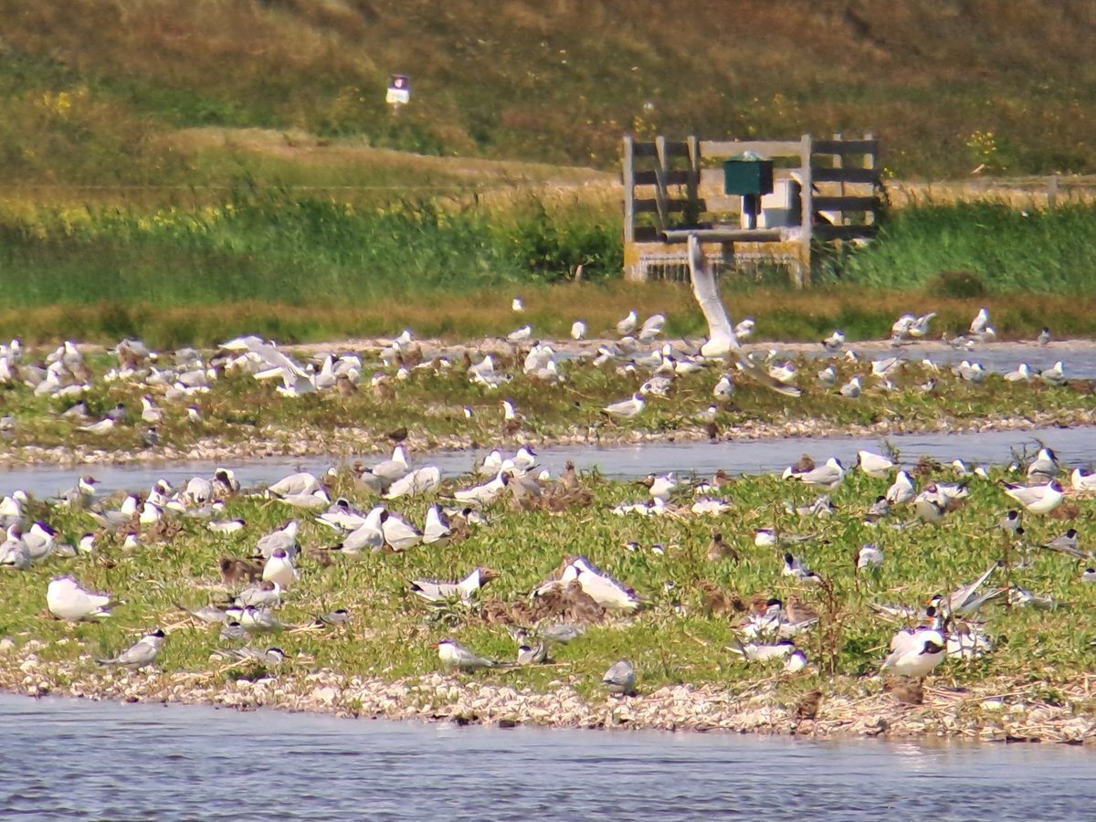 Boswachter_Tim's tweet photo. In Zandpolder @landschapnh Callantsoog een megapullenfestijn van de honderden paren kokmeeuw. Nu wachten op de jongen van de >200 broedparen visdief @Sovon https://t.co/ShWVSgH91Q