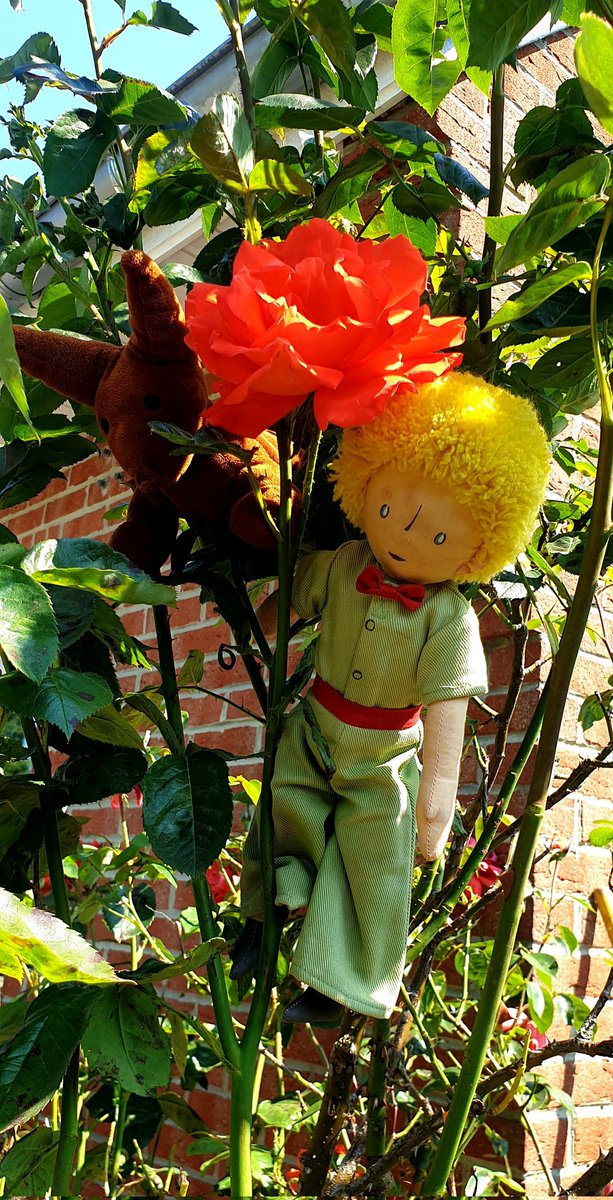 marlenedelattr1's tweet photo. C est le temps perdu pour ta rose, qui fait ta rose si importante... #lepetitprince #lerenard #larose https://t.co/RXshuda7B3