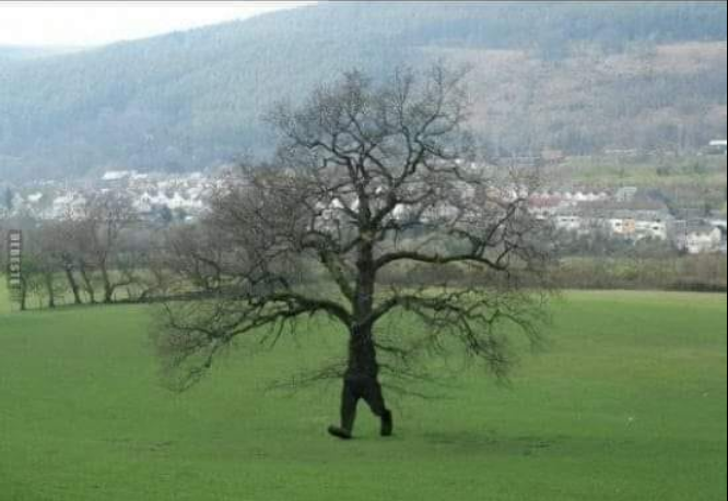 Verstörende Bilder aus Deutschland.
Erste Bäume flüchten vor <a href="/Die_Gruenen/">BÜNDNIS 90/DIE GRÜNEN</a> !
