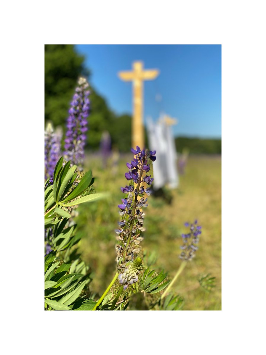 𝖣𝖤𝖹𝖤 𝖯𝖫𝖤𝖪. 𝖳𝖶𝖤𝖤 𝖵𝖤𝖱𝖧𝖠𝖫𝖤𝖭. 𝖭𝖨𝖤𝖳 𝖳𝖤 𝖵𝖤𝖱𝖦𝖤𝖫𝖨𝖩𝖪𝖤𝖭. 𝖡𝖤𝖨𝖣𝖤𝖭 𝖮𝖭𝖡𝖤𝖦𝖱𝖨𝖩𝖯𝖤𝖫𝖨𝖩𝖪. 𝖣𝖤 𝖡𝖫𝖠𝖴𝖶𝖤 𝖫𝖴𝖯𝖨𝖭𝖤𝖲 𝖡𝖫𝖮𝖤𝖨𝖤𝖭. 𝖵𝖮𝖮𝖱 𝖨𝖤𝖣𝖤𝖱𝖤 𝖡𝖫𝖮𝖤𝖬 𝖤𝖤𝖭 𝖧𝖤𝖱𝖨𝖭𝖭𝖤𝖱𝖨𝖭𝖦.

<a href="/kampwesterbork/">Kamp Westerbork</a> @kampschattenberg