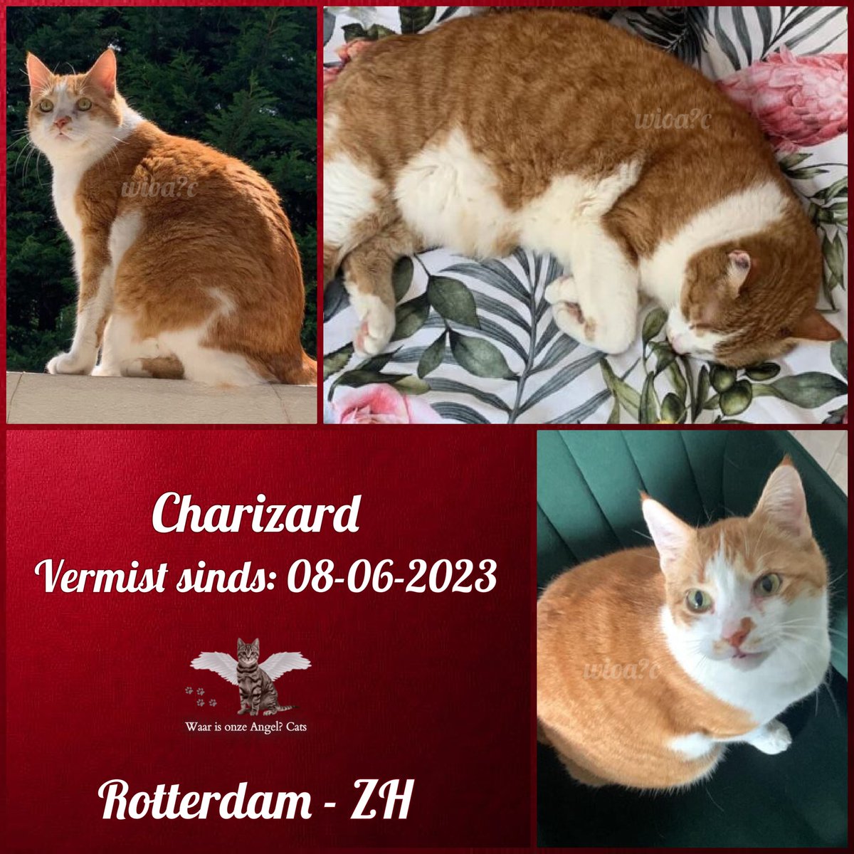 Charizard #Vermist sinds 08-06-2023 te #Rotterdam #ZuidHolland #Nederland 

facebook.com/photo?fbid=559…