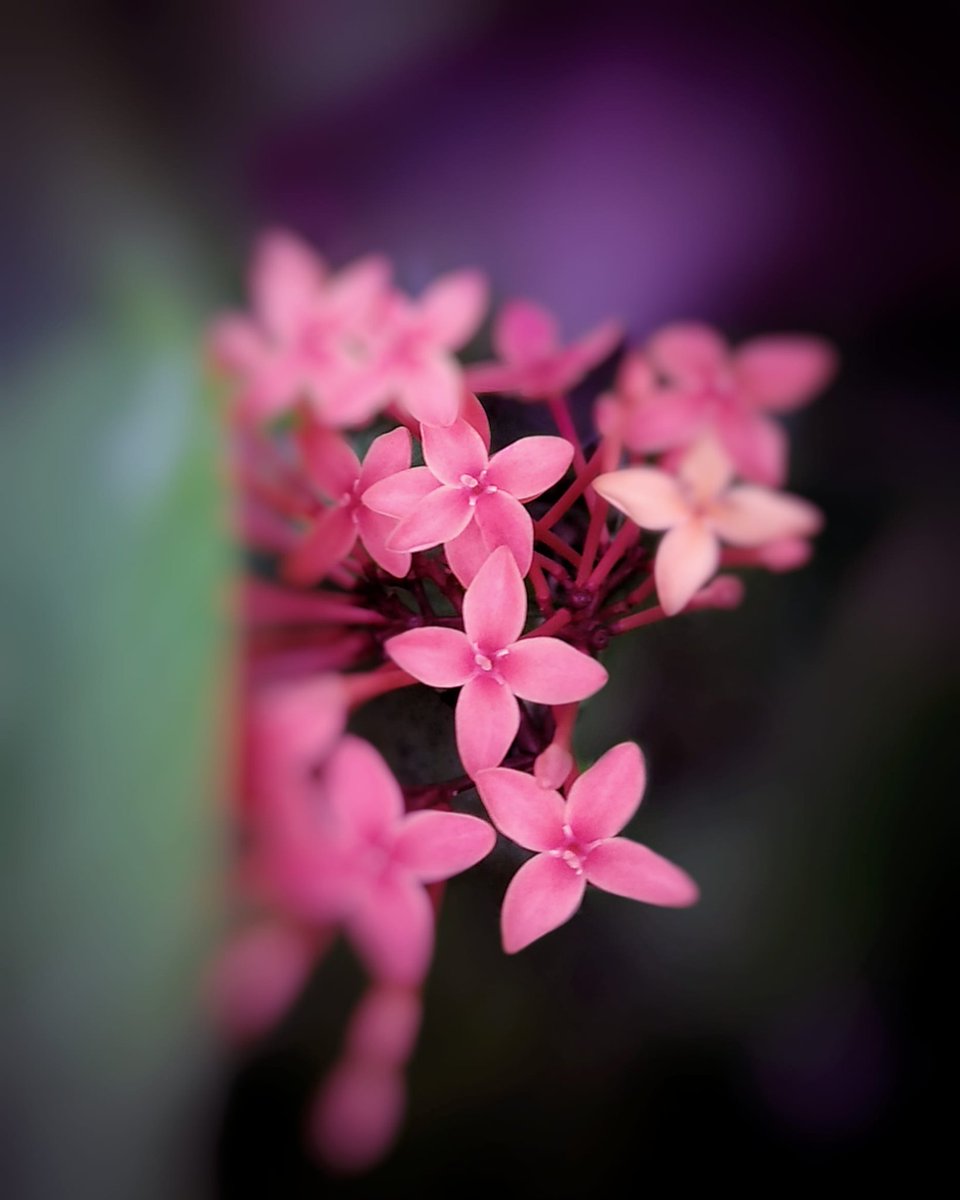 flowerphotography #flowers #nature #flower #naturephotography #flowerstagram #flowersofinstagram #photography #macro #flowerpower #naturelovers #photooftheday