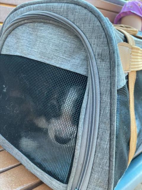 CutePetsAustin's tweet photo. Hey! <b>Description:</b> I am a tricolor and white, unaltered male, wh… https://t.co/RoKvJPvsEn https://t.co/vLwAyj5u2y